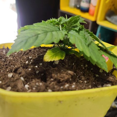 ChemDawg growlog photo: Moved to bigger pot