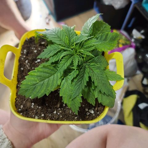 ChemDawg growlog photo: Moved to bigger pot