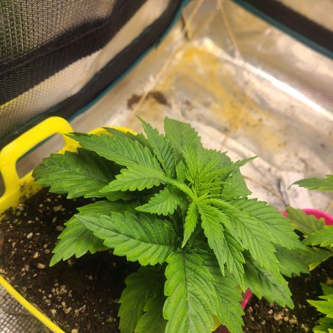 ChemDawg growlog timeline photo