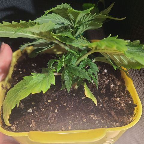 ChemDawg growlog photo: Tied down
