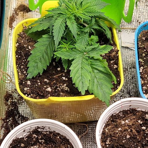 ChemDawg growlog photo: Water with and defoliated 