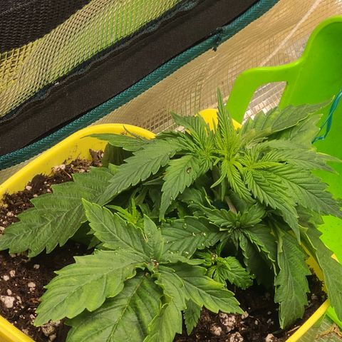 ChemDawg growlog timeline photo