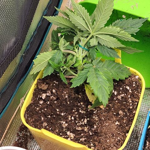 ChemDawg growlog timeline photo