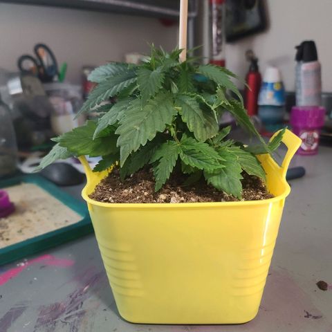 ChemDawg growlog timeline photo