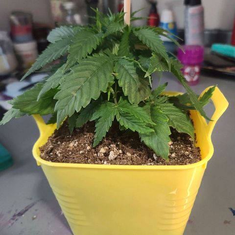 ChemDawg growlog timeline photo