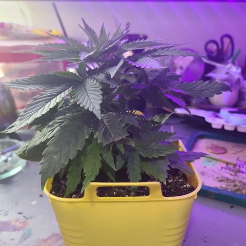 ChemDawg growlog photo: Before and after tie down