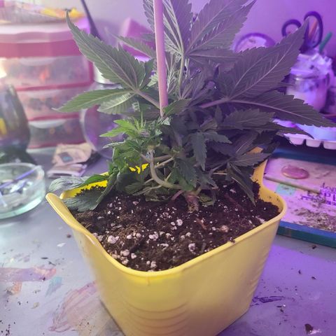 ChemDawg growlog photo: Before and after tie down