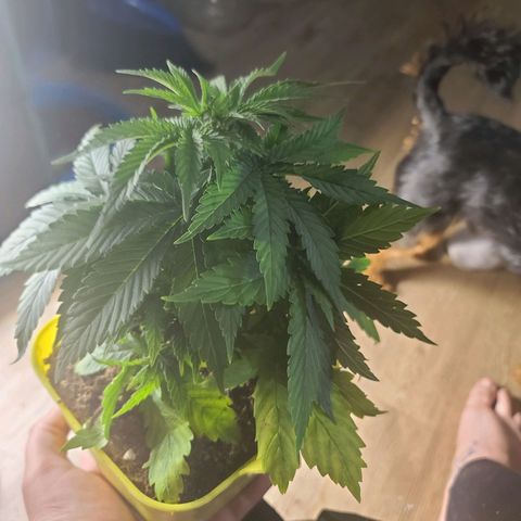 ChemDawg growlog timeline photo