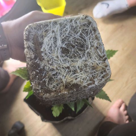 ChemDawg growlog timeline photo