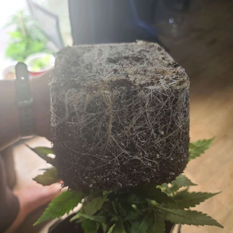 ChemDawg growlog timeline photo