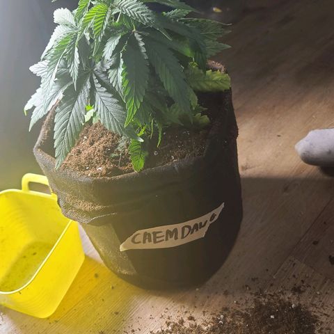 ChemDawg growlog timeline photo
