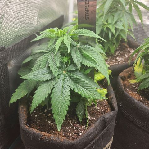 ChemDawg growlog timeline photo