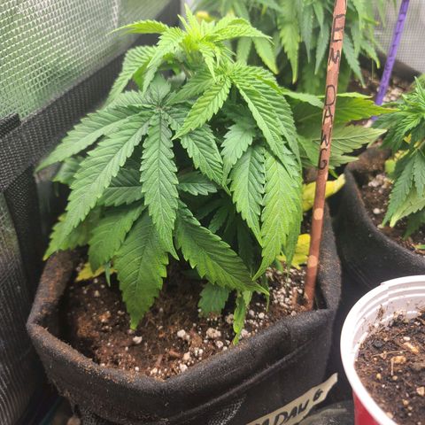 ChemDawg growlog timeline photo
