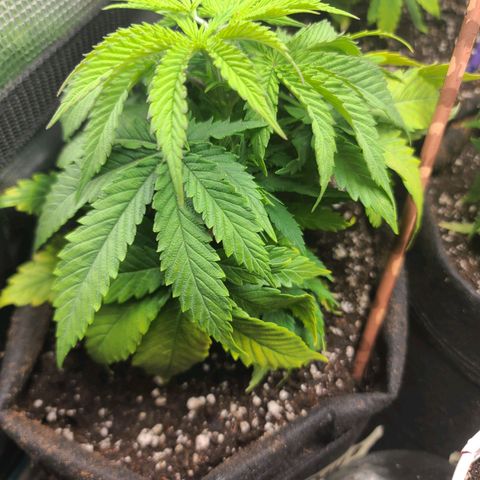 ChemDawg growlog timeline photo
