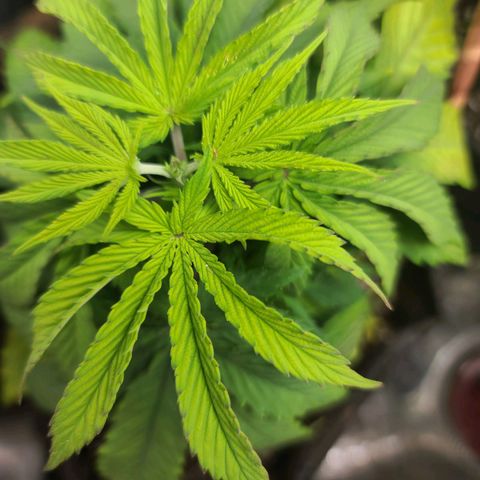 ChemDawg growlog timeline photo