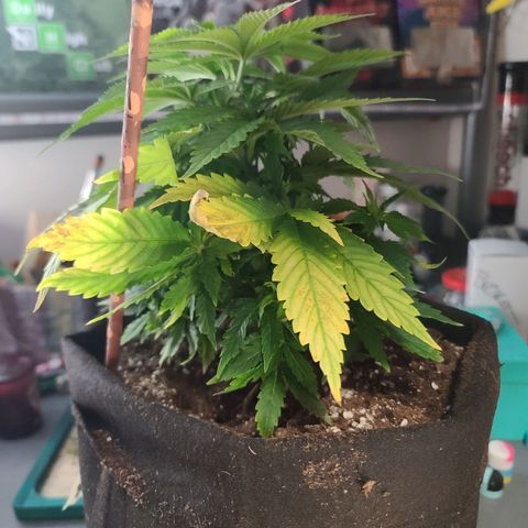 ChemDawg growlog timeline photo
