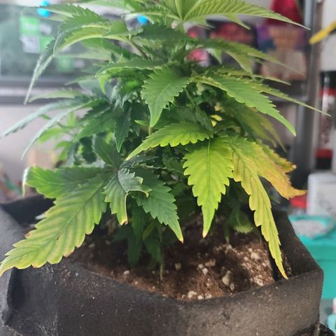 ChemDawg growlog timeline photo