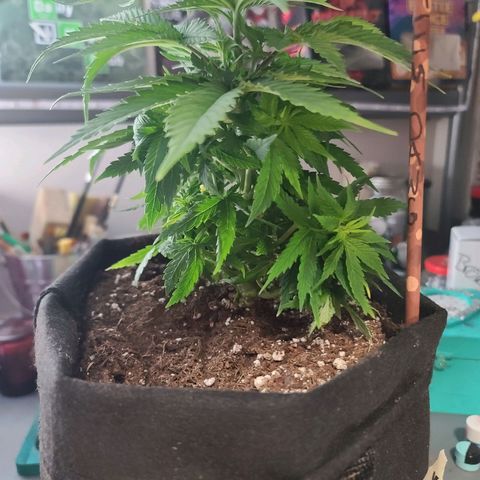 ChemDawg growlog photo: Took 5 leaves and a dead bottom branch