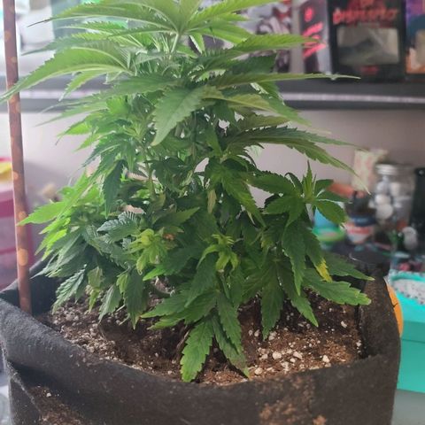 ChemDawg growlog photo: Took 5 leaves and a dead bottom branch