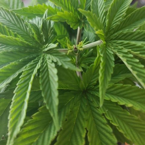 ChemDawg growlog timeline photo