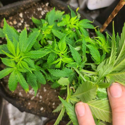 ChemDawg growlog timeline photo