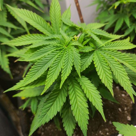 ChemDawg growlog timeline photo