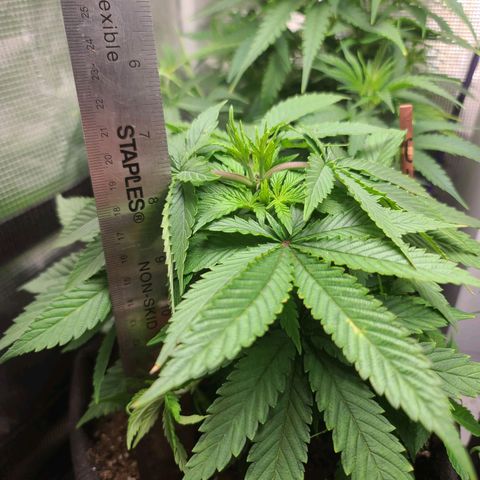ChemDawg growlog timeline photo