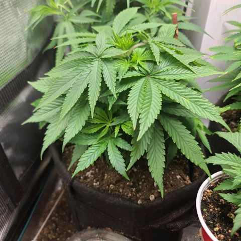 ChemDawg growlog timeline photo