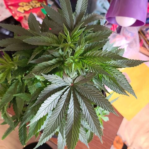 ChemDawg growlog timeline photo