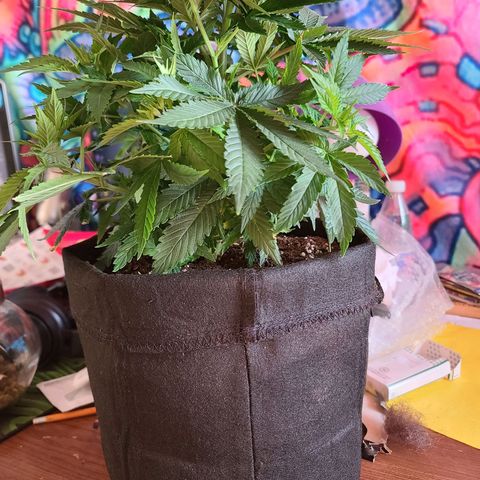 ChemDawg growlog timeline photo