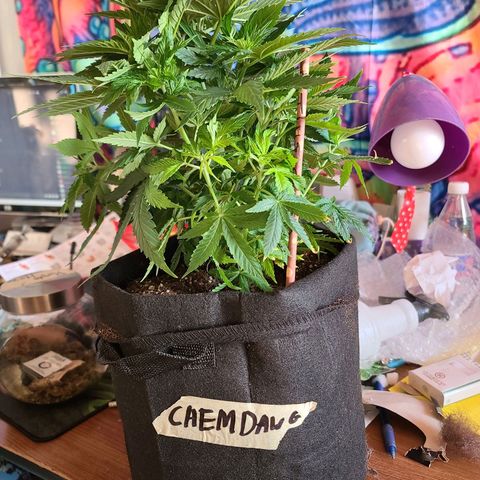 ChemDawg growlog timeline photo