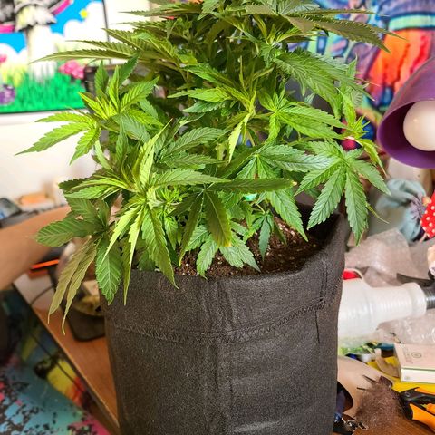 ChemDawg growlog photo: Took 4 fan leaves 5 small burnt leaves