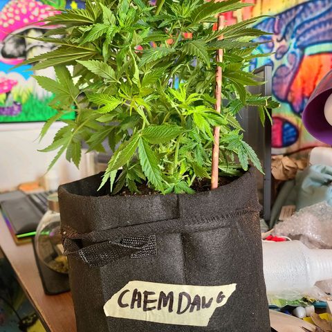 ChemDawg growlog photo: Took 4 fan leaves 5 small burnt leaves