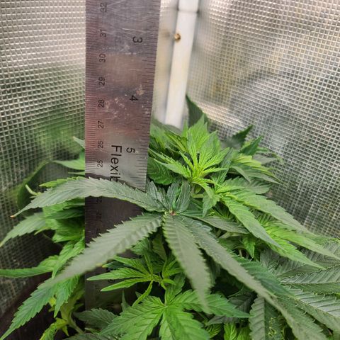 ChemDawg growlog timeline photo