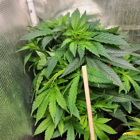 ChemDawg growlog timeline photo