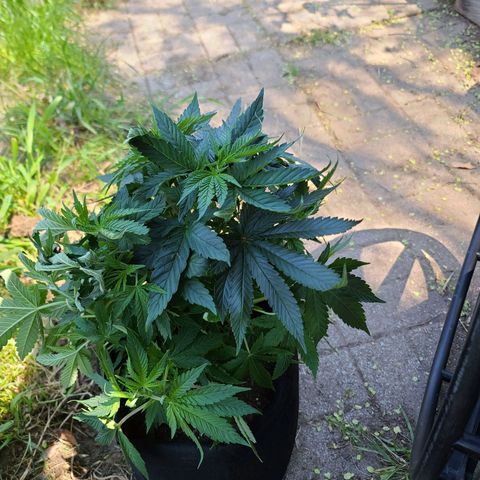 ChemDawg growlog photo: Slight wilting while transporting to home 