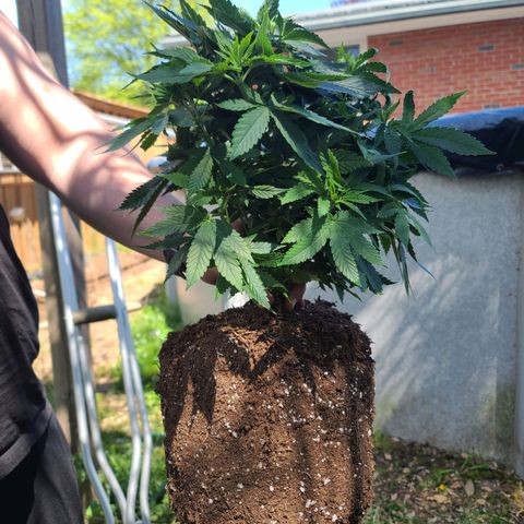 ChemDawg growlog timeline photo