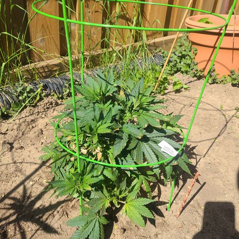 ChemDawg growlog photo: Brown leafs