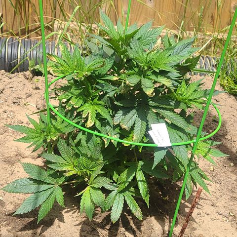 ChemDawg growlog timeline photo