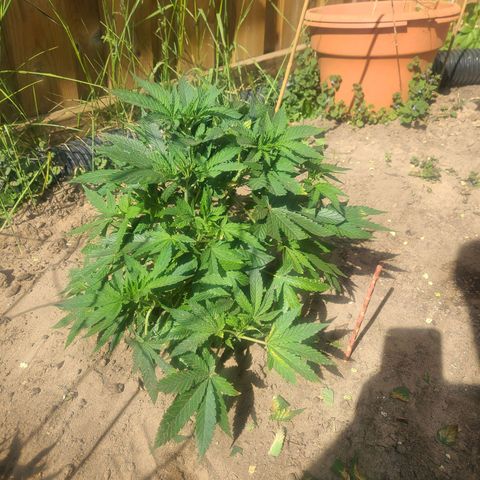 ChemDawg growlog photo: Trimmed burnt leafs