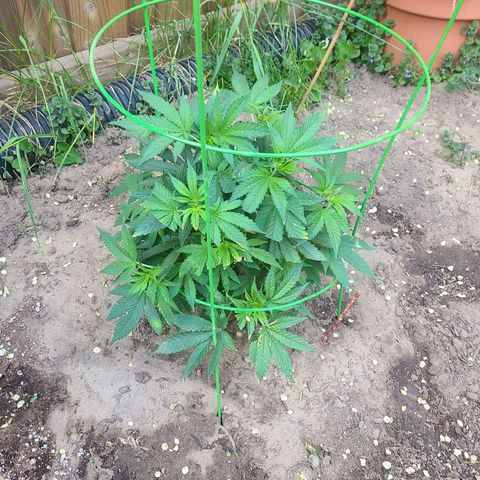 ChemDawg growlog timeline photo