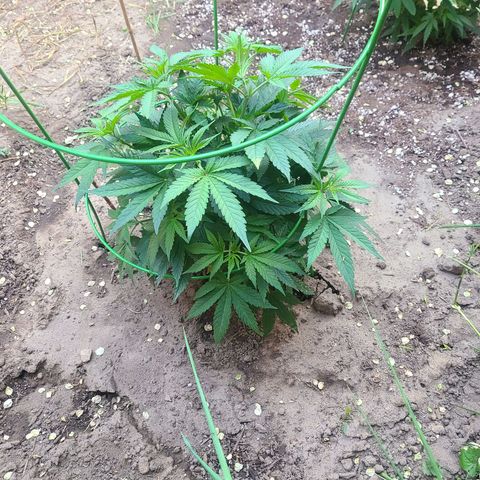 ChemDawg growlog timeline photo