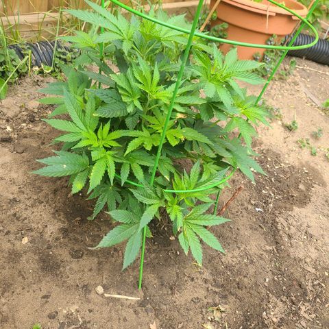 ChemDawg growlog timeline photo