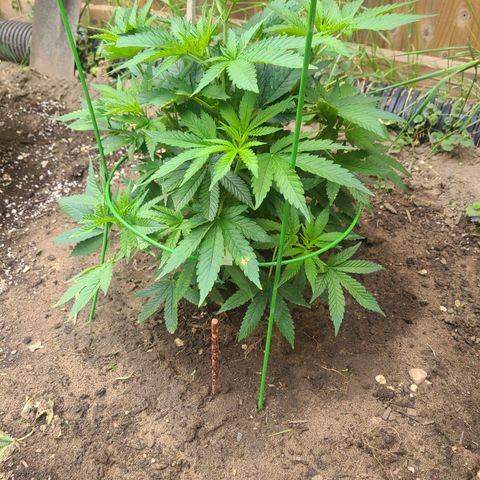 ChemDawg growlog timeline photo