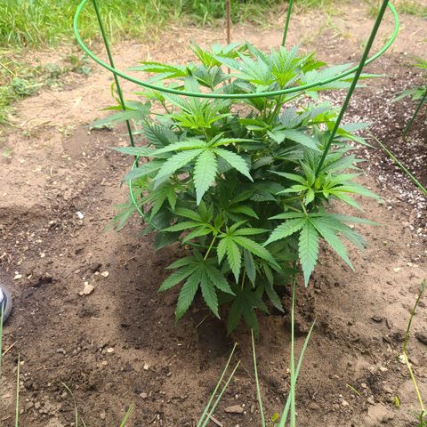 ChemDawg growlog timeline photo