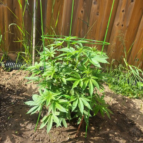 ChemDawg growlog timeline photo