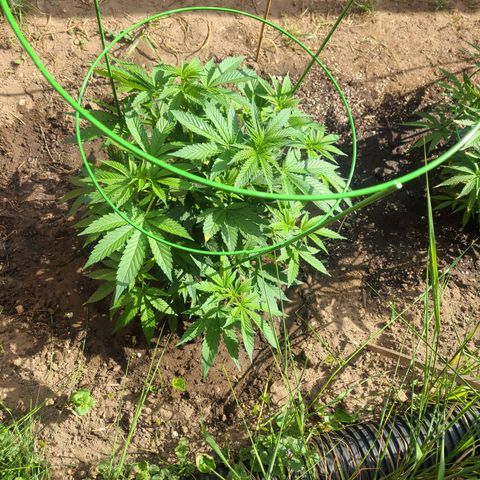 ChemDawg growlog timeline photo