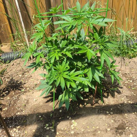 ChemDawg growlog timeline photo