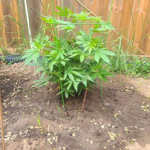 ChemDawg growlog timeline photo