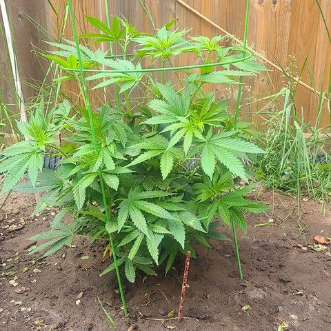ChemDawg growlog timeline photo